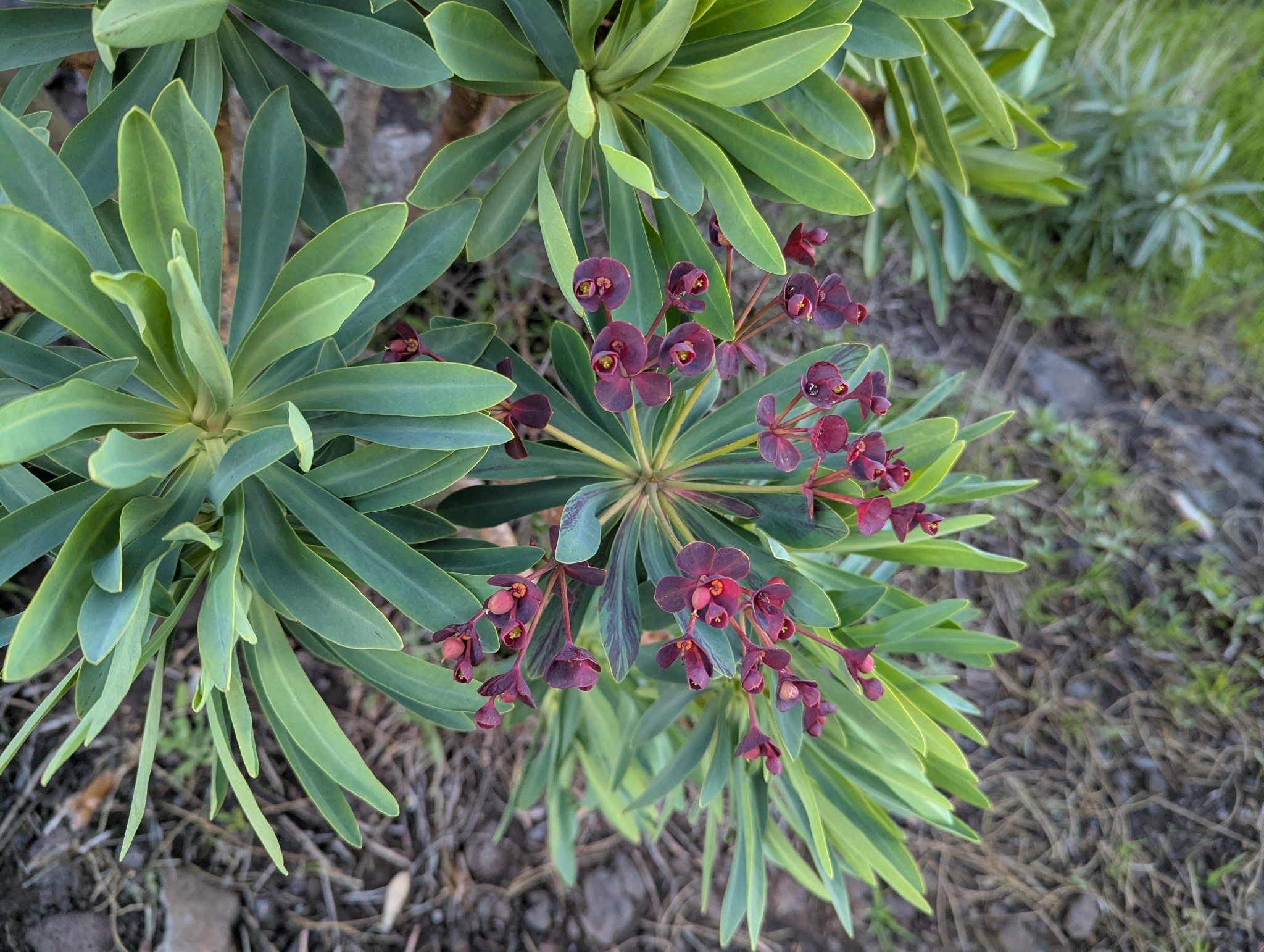 Euphorbia atropurpurea