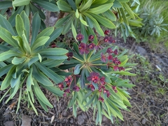 Euphorbia atropurpurea, photograph (c) Elias, some rights reserved (CC BY)