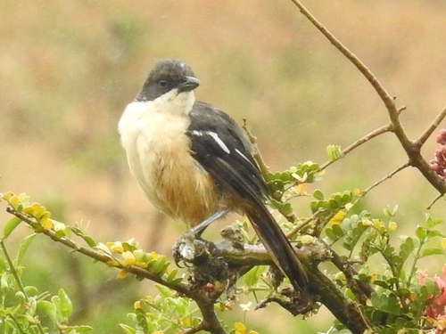 Southern Boubou (Laniarius ferrugineus), photo 1