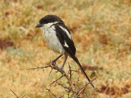 Southern Fiscal (Lanius collaris), photo 4