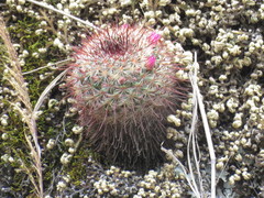 Mammillaria jaliscana jaliscana