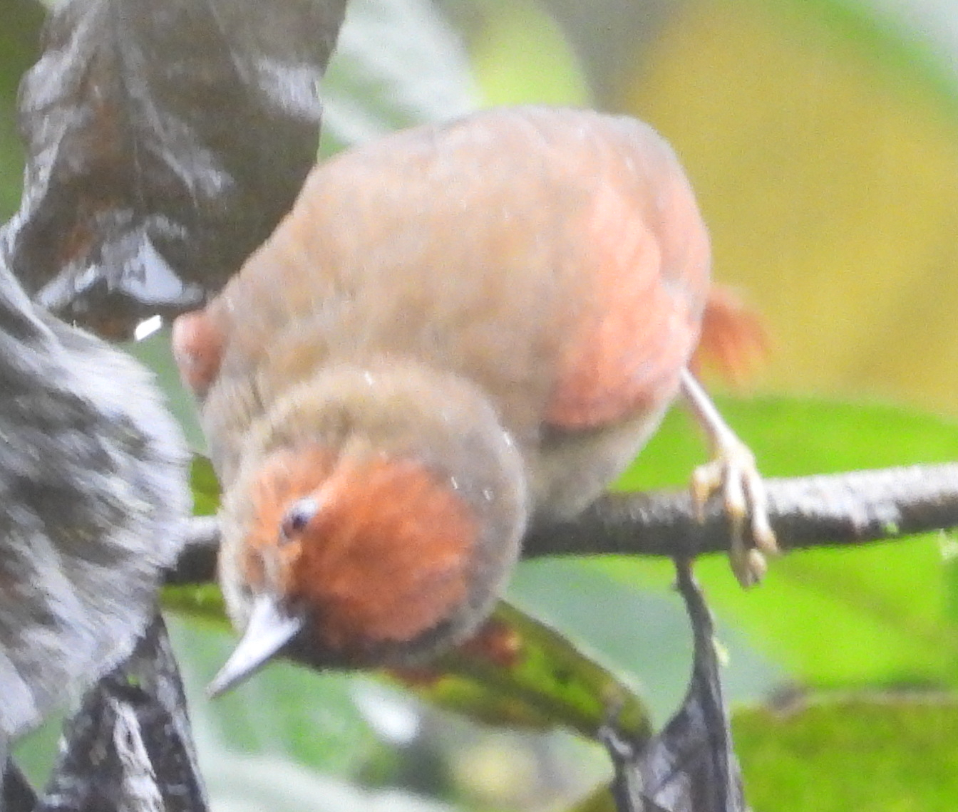 Red-faced Spinetail (Cranioleuca erythrops), photo 1