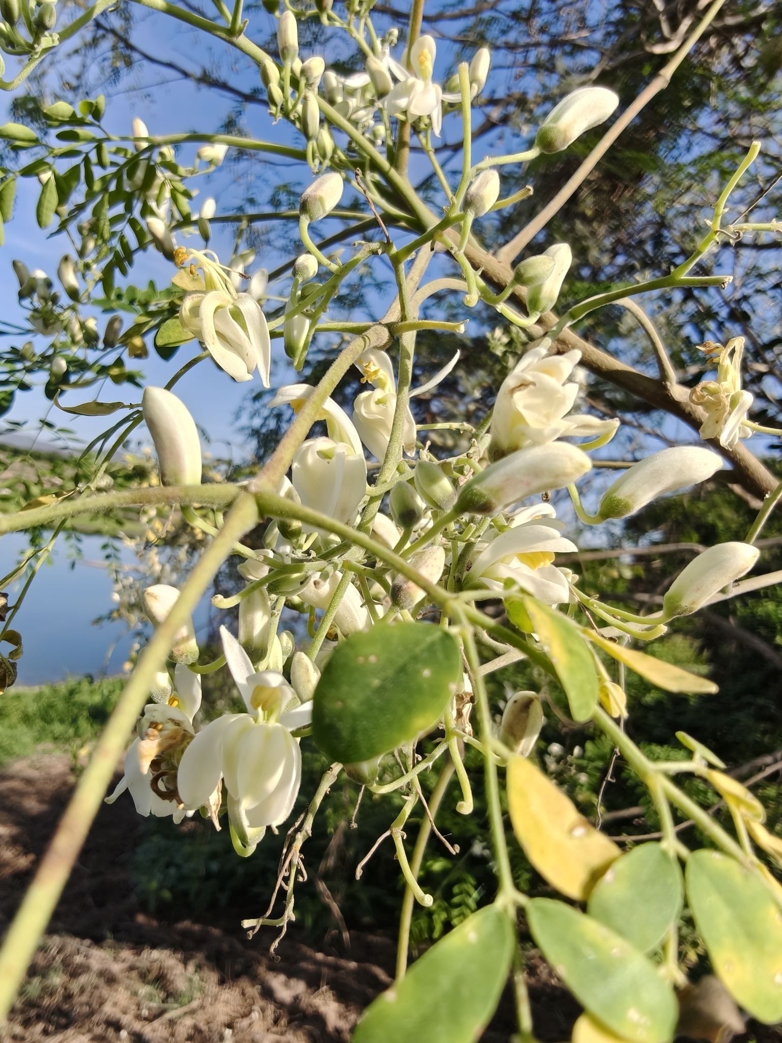 Imagem de Moringa