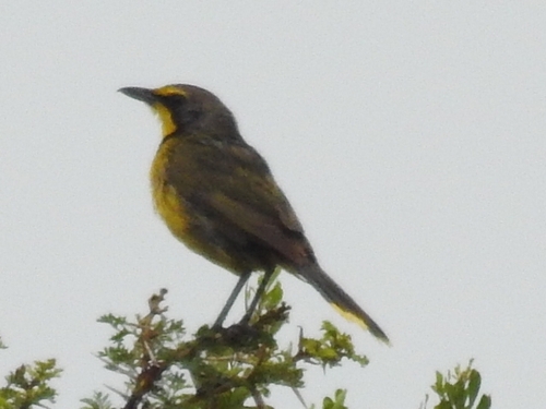 Bokmakierie (Telophorus zeylonus)