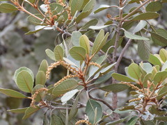 Clethra rosei