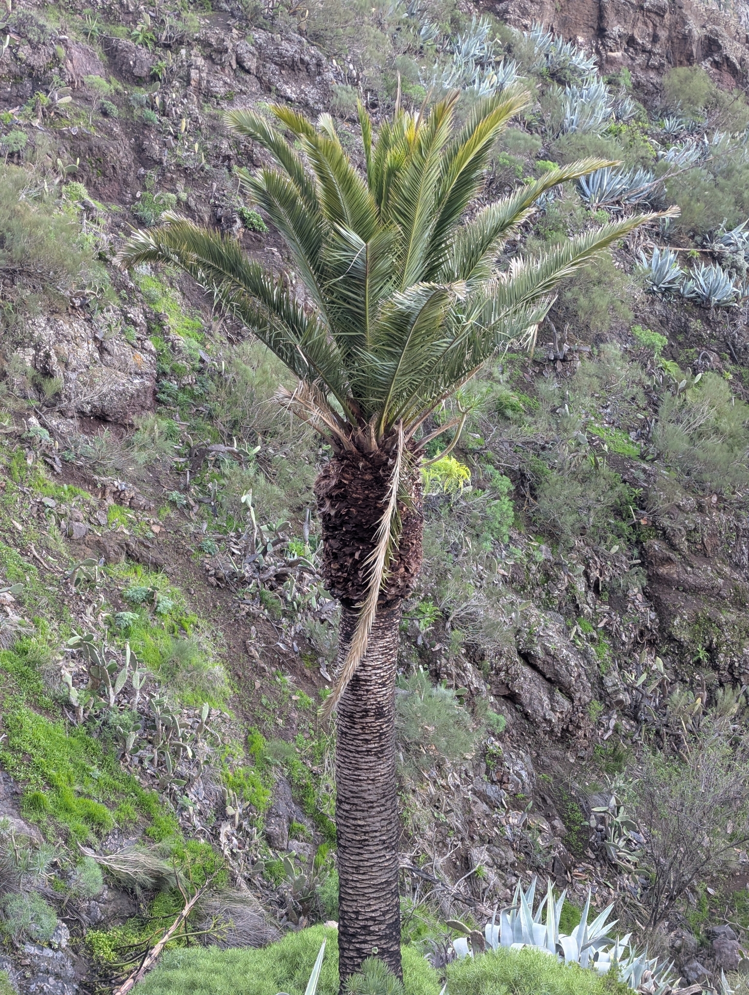 Palma Canaria