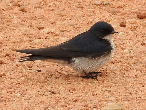 Pearl-breasted Swallow (Hirundo dimidiata)