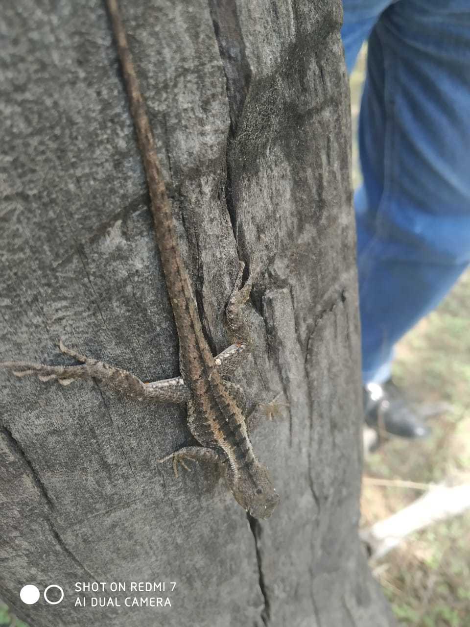 Microlophus image