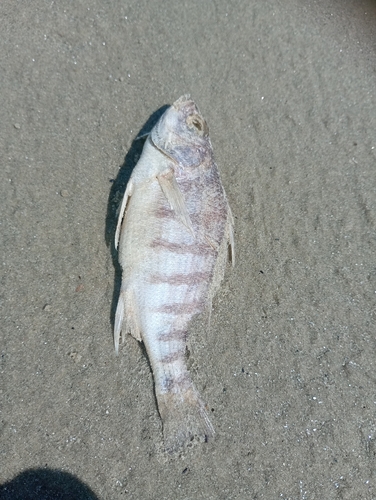 Barred grunt (Conodon nobilis) — Haemulidae