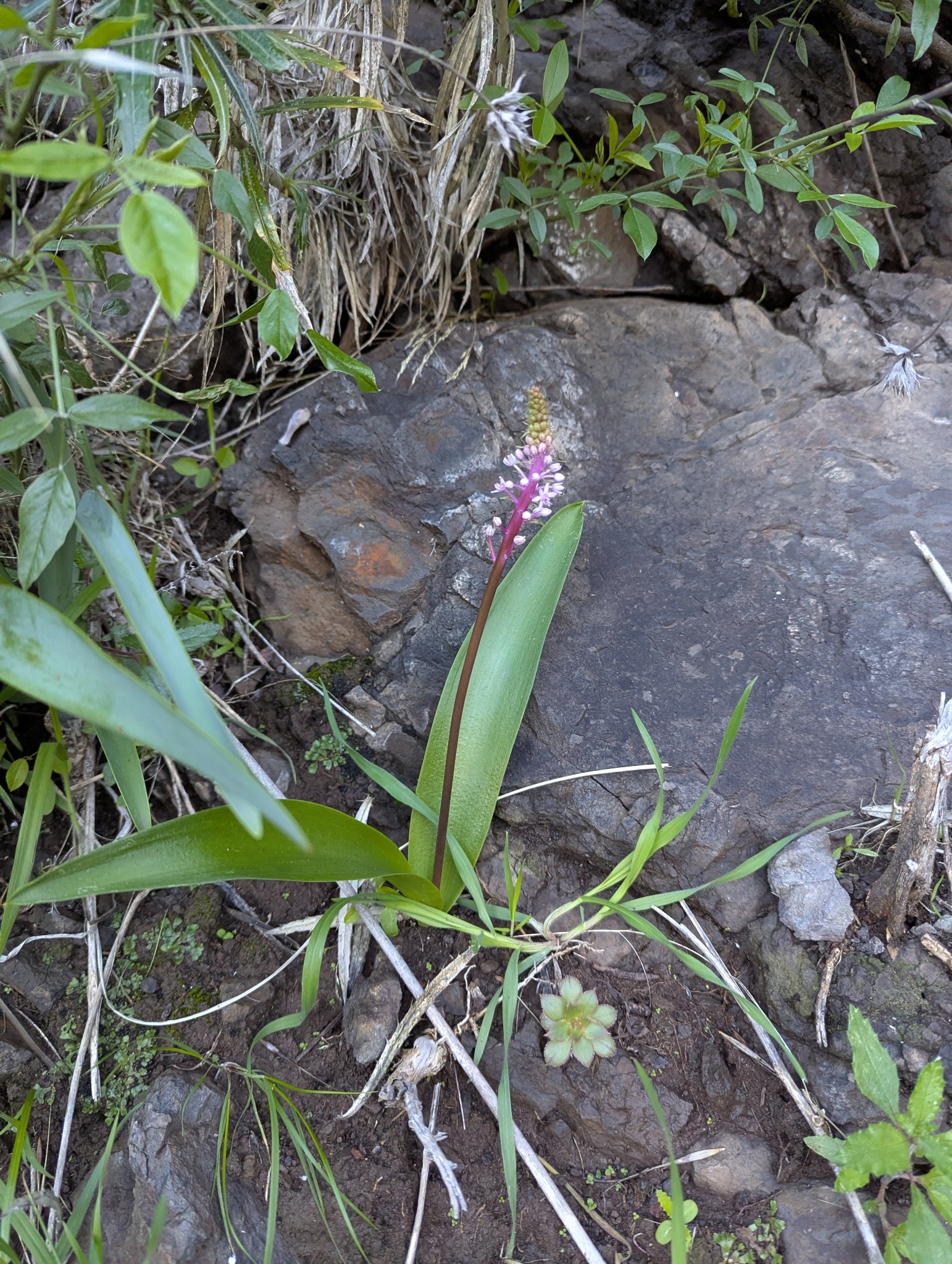 Scilla haemorrhoidalis