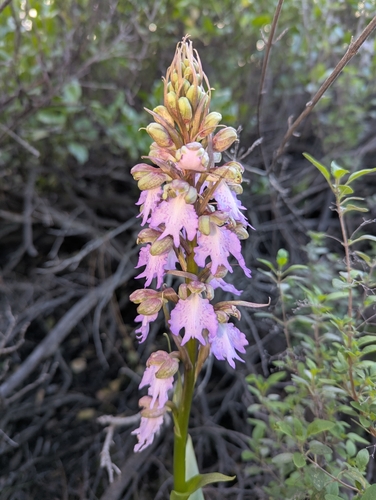 Metlesics' himantoglossum (Himantoglossum metlesicsianum)