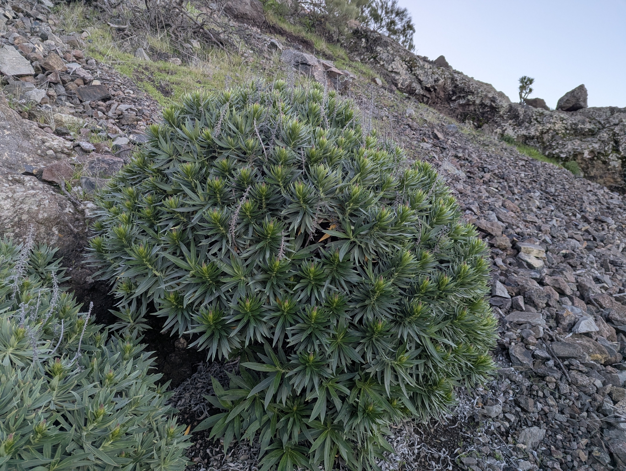 Ajinajo (Echium aculeatum)