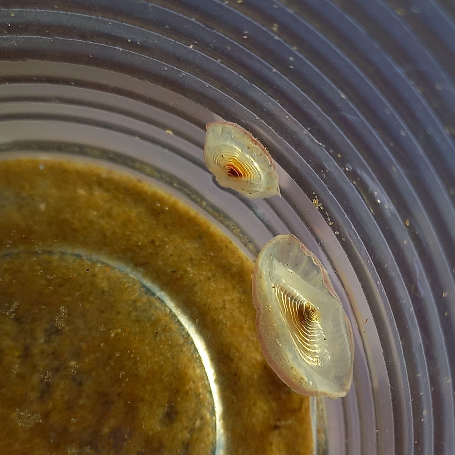 Velella velella (Linnaeus, 1758)