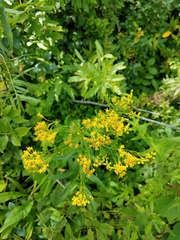 Solidago ohioensis