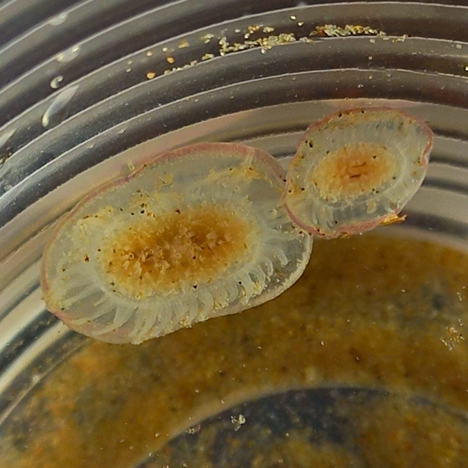 Velella velella (Linnaeus, 1758)