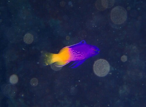 Fairy basslet (Gramma loreto) — Grammatidae — 3