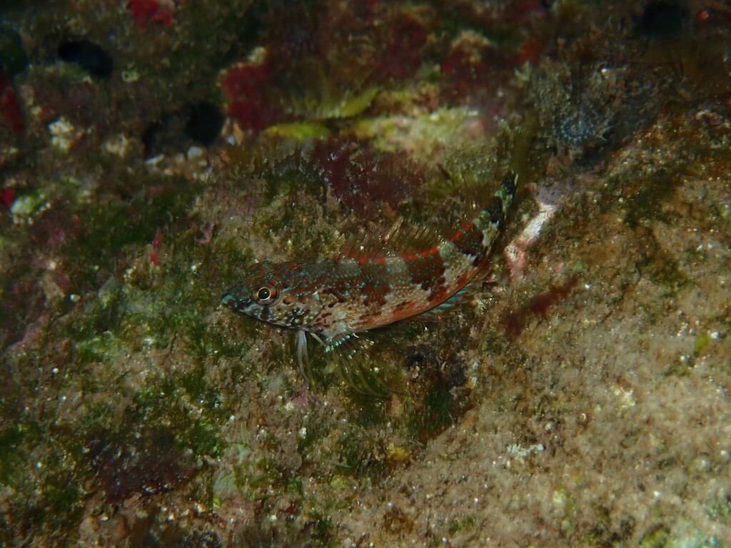 Saddle Blenny (Malacoctenus triangulatus) — Labrisomidae