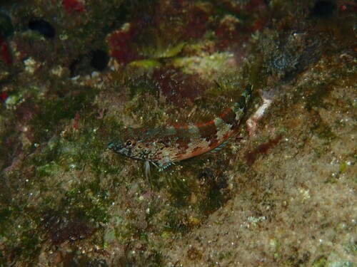 Saddle Blenny (Malacoctenus triangulatus) — Labrisomidae