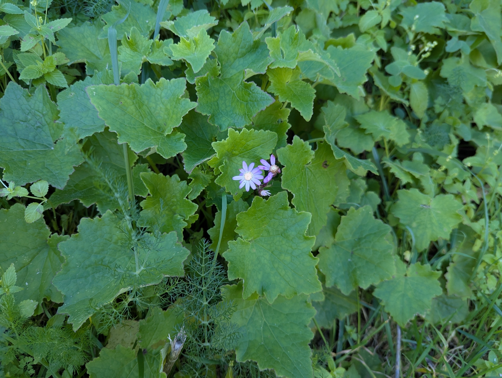 Pericallis Echinata (Pericallis echinata)