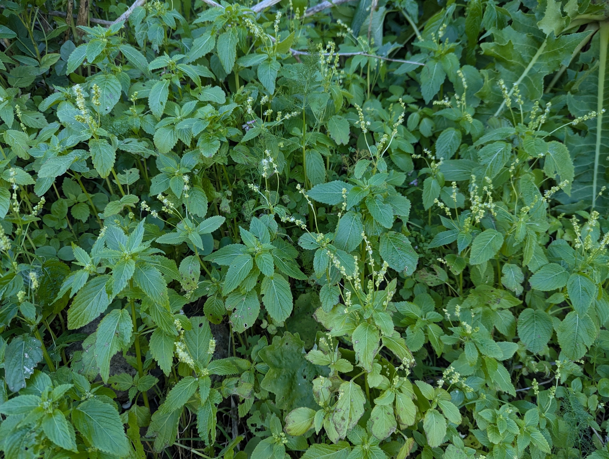Mercurialis annua