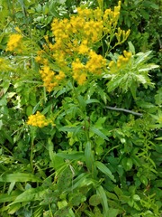 Solidago ohioensis