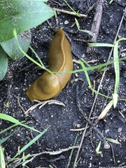 Ariolimax californicus