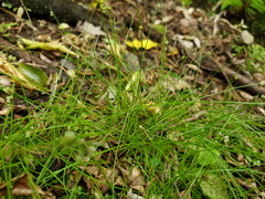 Isolepis sepulcralis
