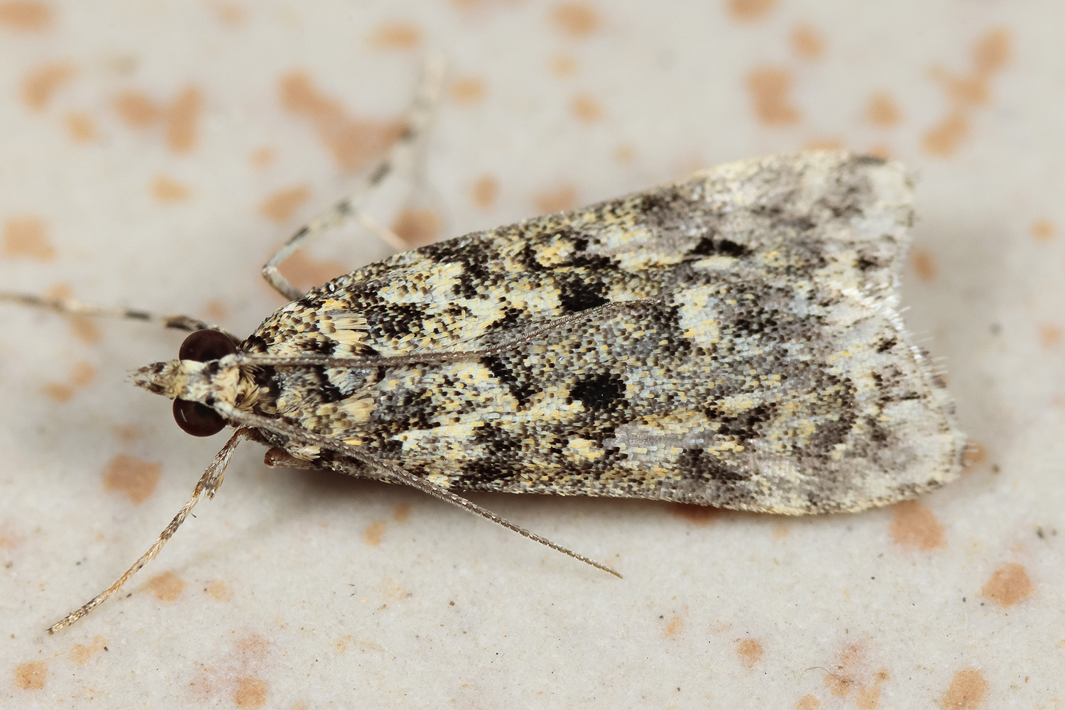Eudonia lineola