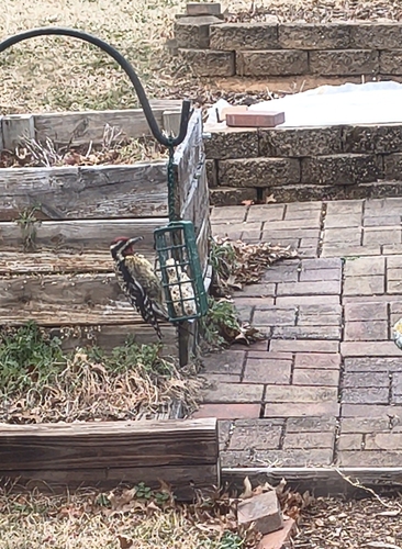 Yellow-bellied Sapsucker observed by acpv92019