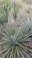 Puya clava-herculis