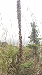 Puya clava-herculis