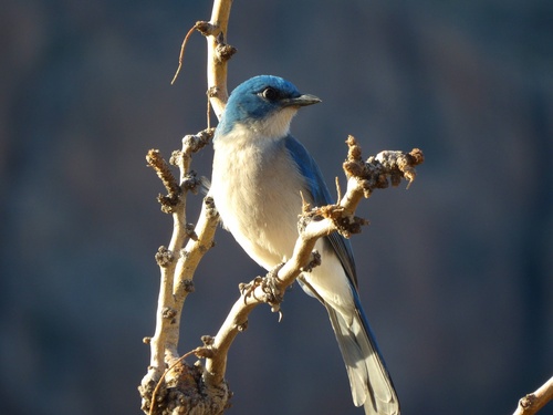 Mexican Jay (Aphelocoma wollweberi), photo 1
