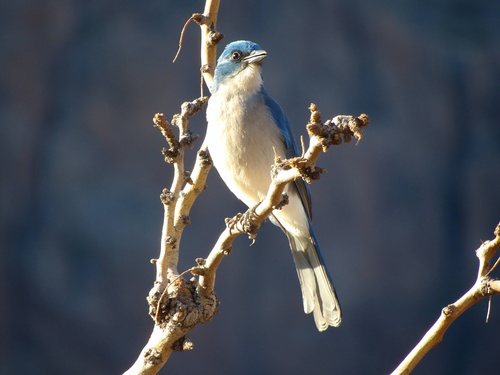 Mexican Jay (Aphelocoma wollweberi), photo 2