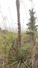 Puya clava-herculis