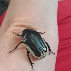 Trichaulax marginipennis