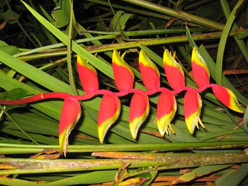 False bird of paradise (Heliconia rostrata)