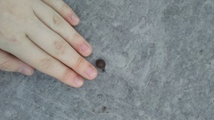 Triodopsis tridentata