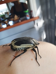 Trichaulax marginipennis