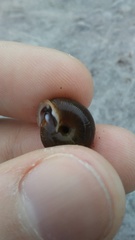 Triodopsis tridentata