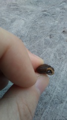 Triodopsis tridentata