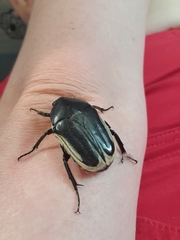 Trichaulax marginipennis