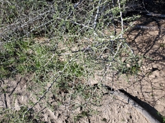Condalia globosa pubescens