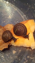 Triodopsis tridentata