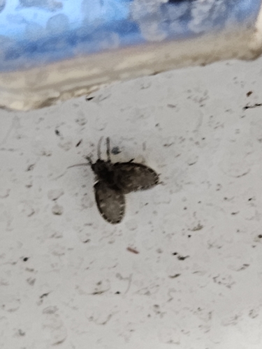 Unknown species found near New Jersey, US