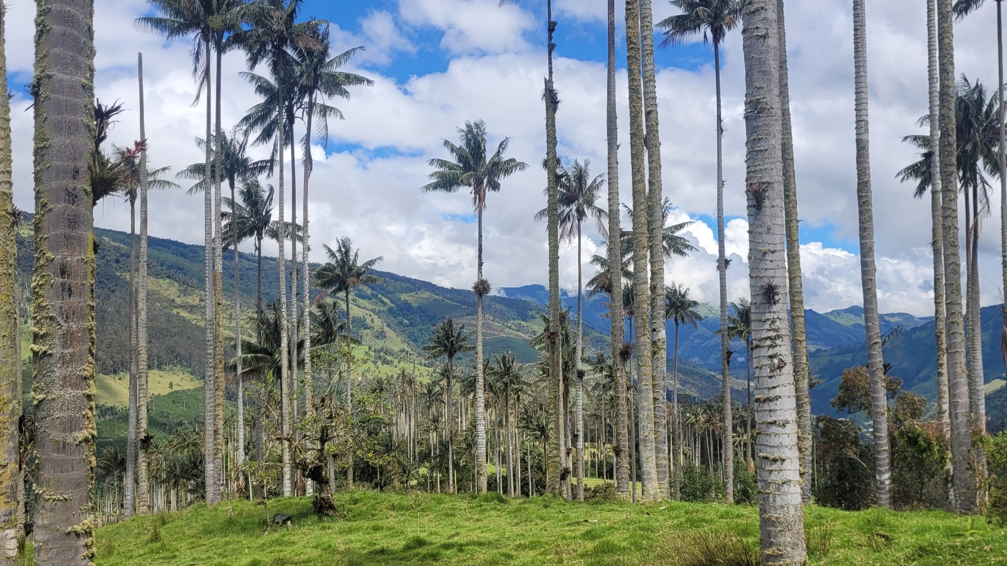 Palma de cera del Quindío