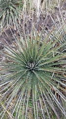 Puya clava-herculis