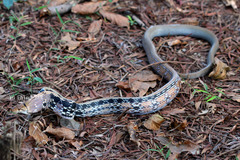 Coelognathus radiatus
