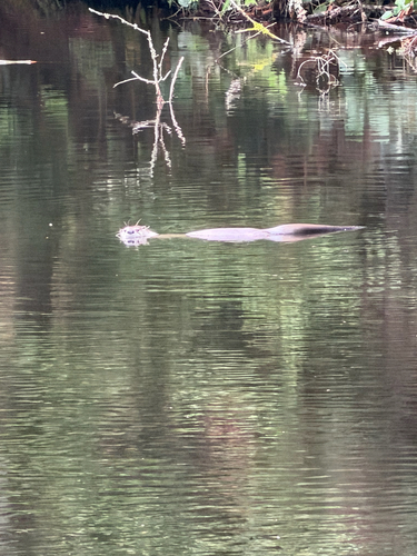 North American River Otter observed by wafflemaster135