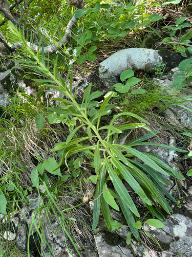 Yellow Bellflower (Campanula thyrsoides)