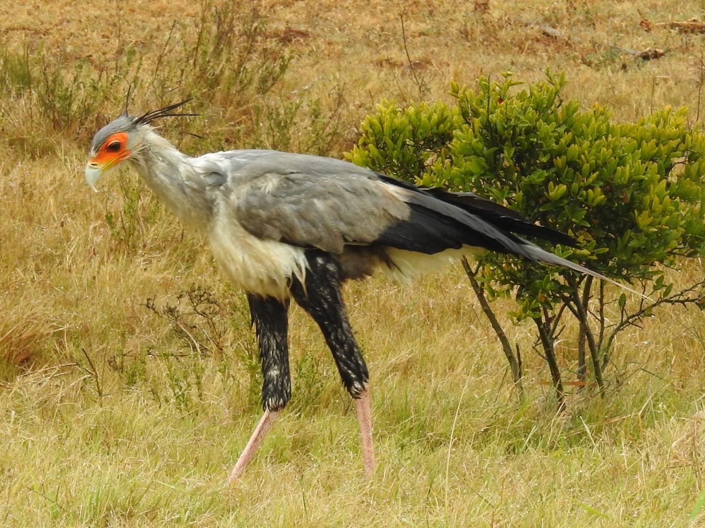 Secretarybird (Sagittarius serpentarius), photo 2